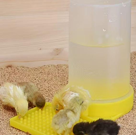 No-Drown Waterer for Chicks and Quail