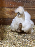 1 DOZEN SILKIE HATCHING EGGS PARTRIDGE SPLASH FRIZZLE BUFF BLACK NPIP 12 EGGS
