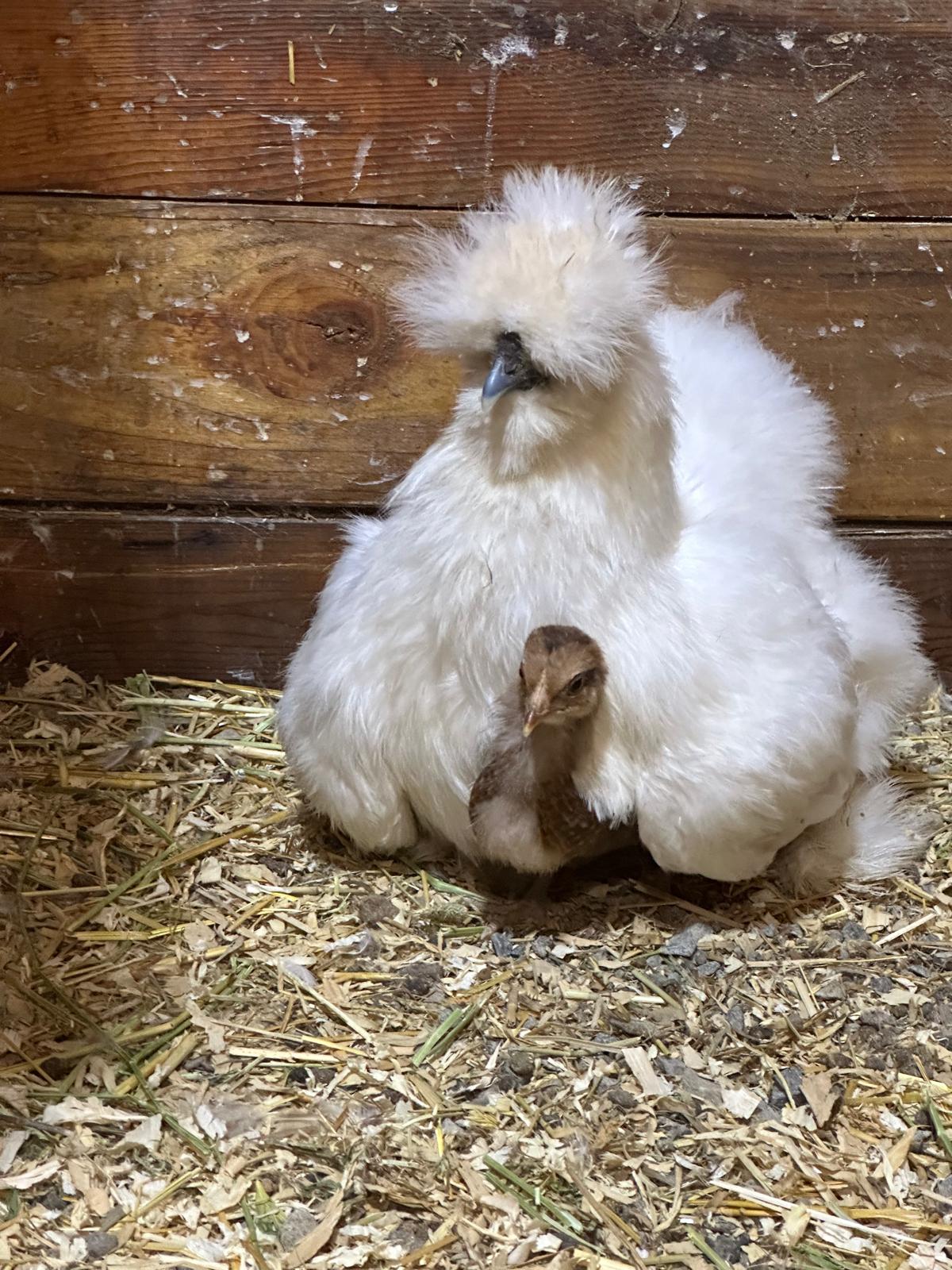 1 DOZEN SILKIE HATCHING EGGS PARTRIDGE SPLASH FRIZZLE BUFF BLACK NPIP 12 EGGS